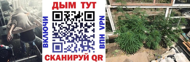 Конопля планчик  Купить закладки  Орск 